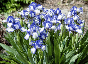 Wishing Irises Lasted All Summer