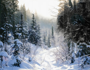 Winter in the Woods