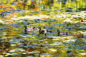 All My Ducks in a Row