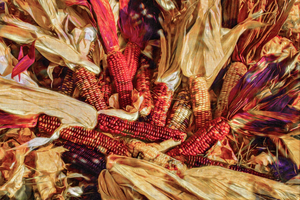Indian Corn with Husks