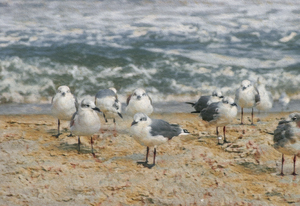 Seagull Dating Scene