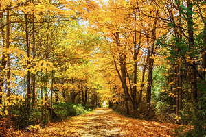 Fall Drive Near Guelph