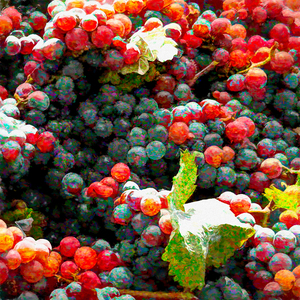 Grapes Just Picked