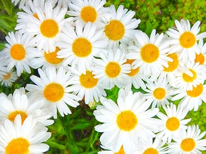 Shasta Daisies to Cheer You Up