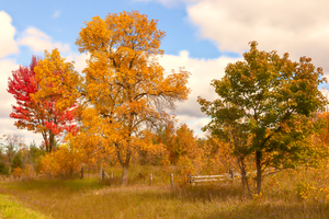 Much More Than Just Trees