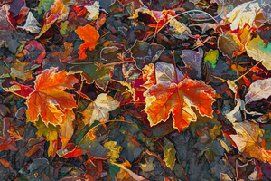 Colorful Fall Leaves in the Forest - 1
