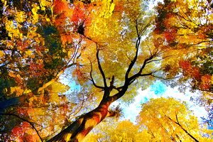 Fall in Taylor Creek - Toronto