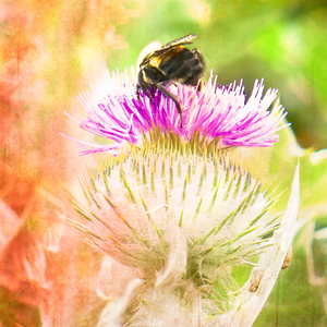 A Bee Drinking His Fill from a Thistle