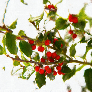 Winter Holly with Red Berries