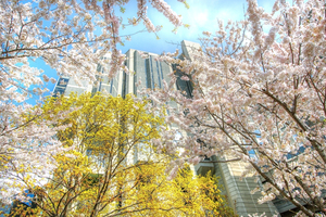 John Roberts Library Cherry Trees