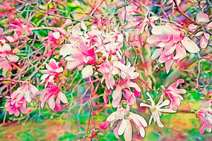 The Old Magnolia Tree in Bloom 