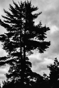 Standing Tall and Strong