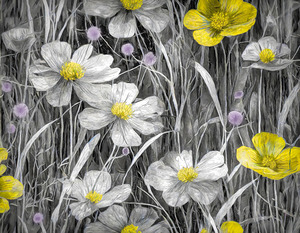 DAISIES AND BUTTERCUPS