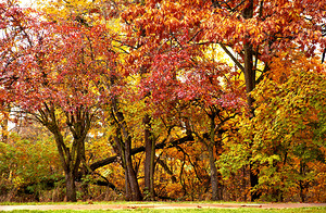 Tree Fall Down Go Boom