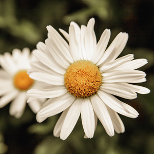 Daisies Love Company