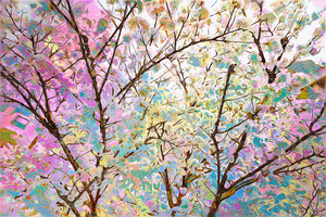 Pink Cherry Blossoms in Abstract