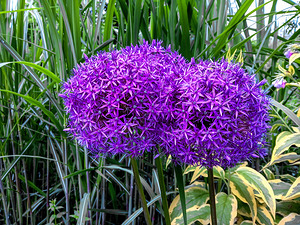 Allium Flowers in a Toronto Garden