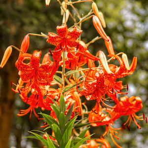 Dance of the Tiger Lily Flowers