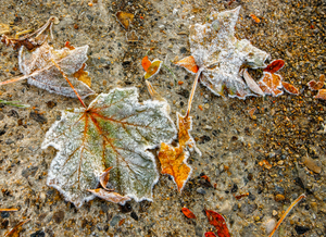 Hoar Frost on Fall Leaves