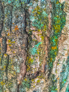Beautiful Tree Bark
