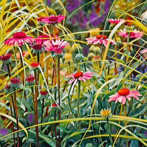 Blooming Echinacea