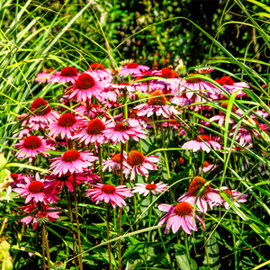 Master Gardeners in Toronto