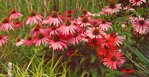 Pink and Red Coneflowers