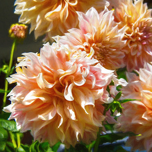 Peach Dahlia