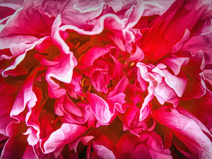 Passion for Peonies Grows on You