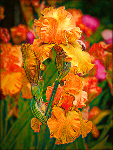 Iris Come in Many Color