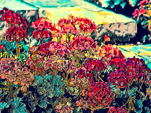 Geraniums Along the Front Steps