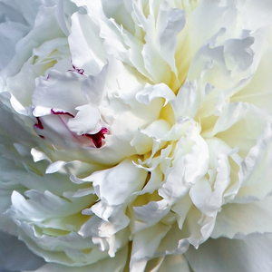 Beautiful White Queen of Peonies