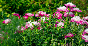 Peonies are Always in Style