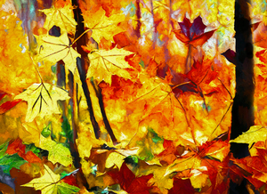 Colorful Fall Leaves in the Forest - 7