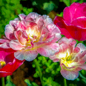 Love for Tulips in the Garden