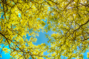 Love that Spring Green 