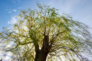 Healing of the Weeping Willow Tree