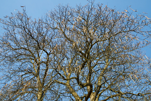Seed Pods on Fall Trees