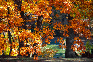 Mighty Oaks in Their Fall Robes
