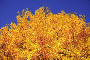 Yellow  Ginkgo Biloba Leaves