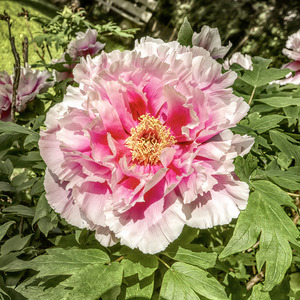 Pick the Largest Pink Peony