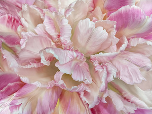 Heart of a Pink Parrot Tulip