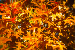 Oak Leaves in the Golden Color of the Fall Sun