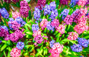 Hyacinths Smell SO Good 