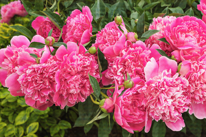 Wish They Lasted Longer