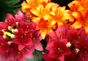 Lilies in the Front Garden
