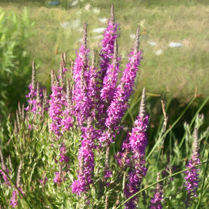 Loosestrife Wild Flowers in a Ditch