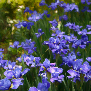 Purple Siberian Irises