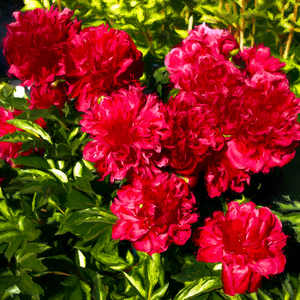 Deep Red Peonies