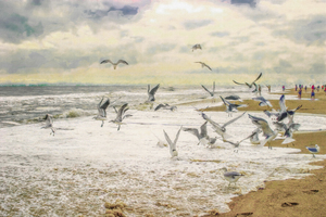 Screeching Seagulls